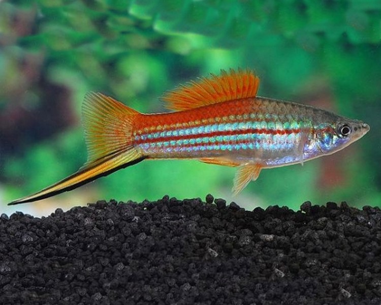 Green Swordtail Xiphophorus Helleri The Trop Company